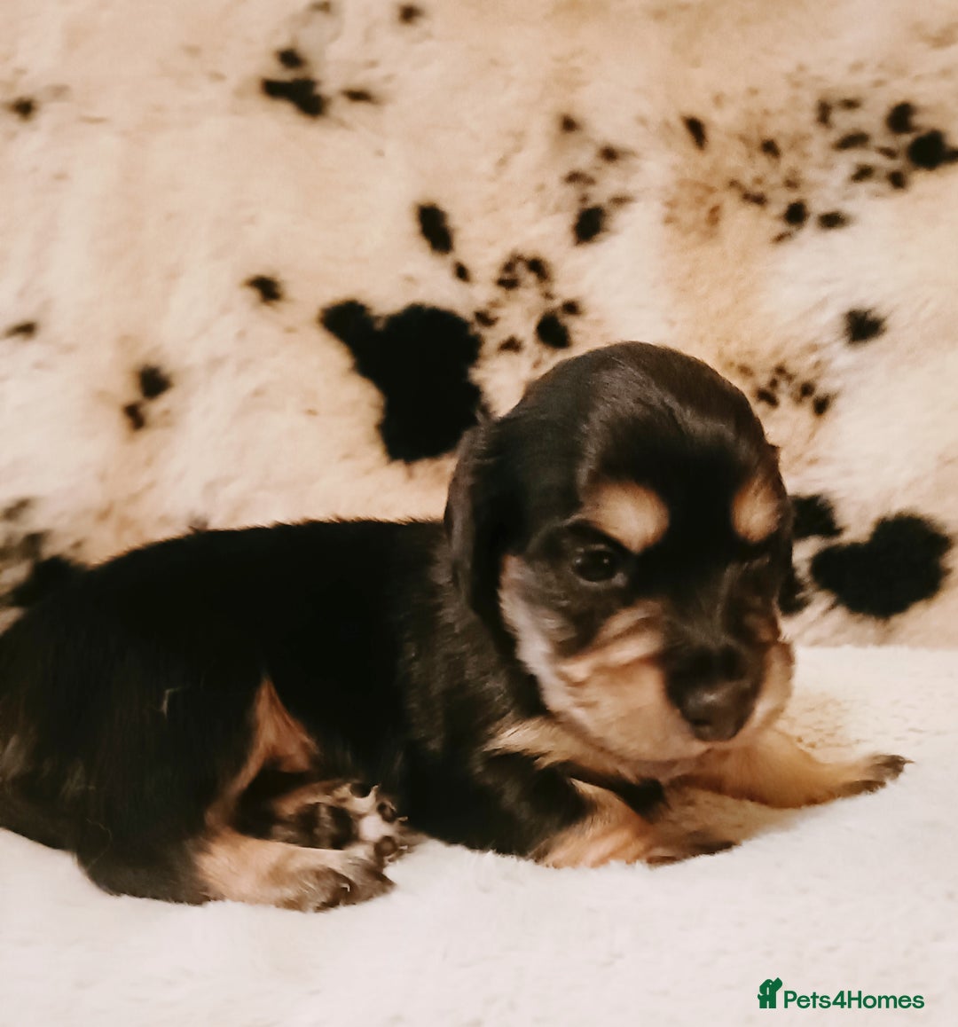 Miniature Dachshund dogs for sale: Remarkable mini Longcoat dachshund ETHICAL BREEDER - Advert 14