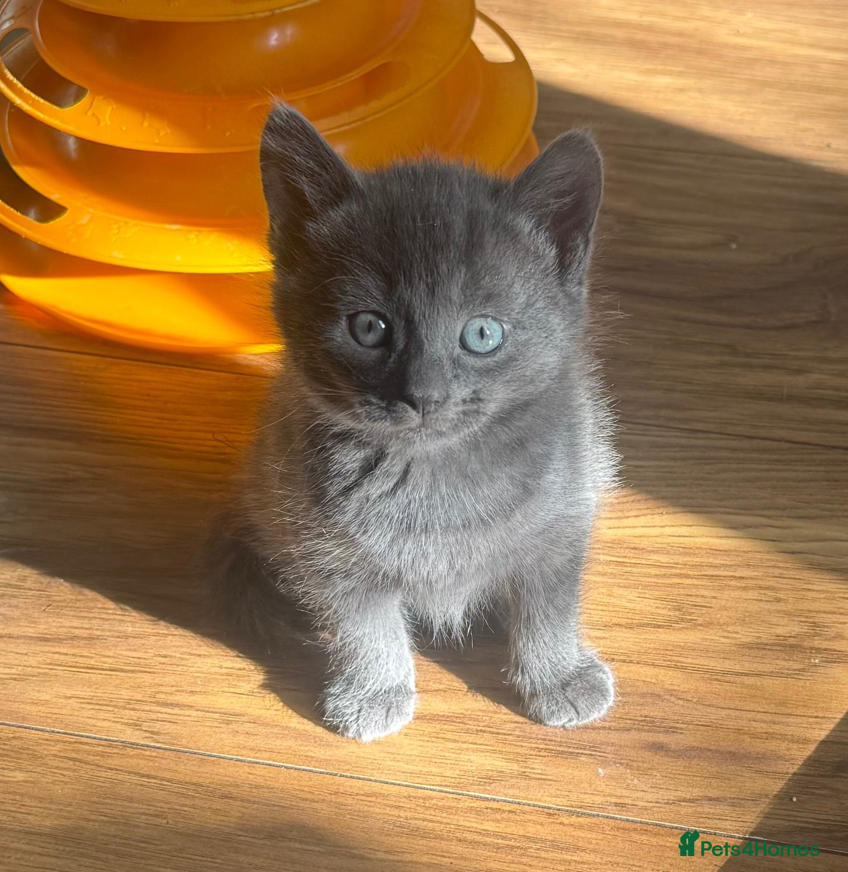 Mixed Breed cats Russian blue mix kittens  - Advert 16