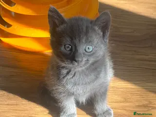 Mixed Breed cats Russian blue mix kittens - Advert 16