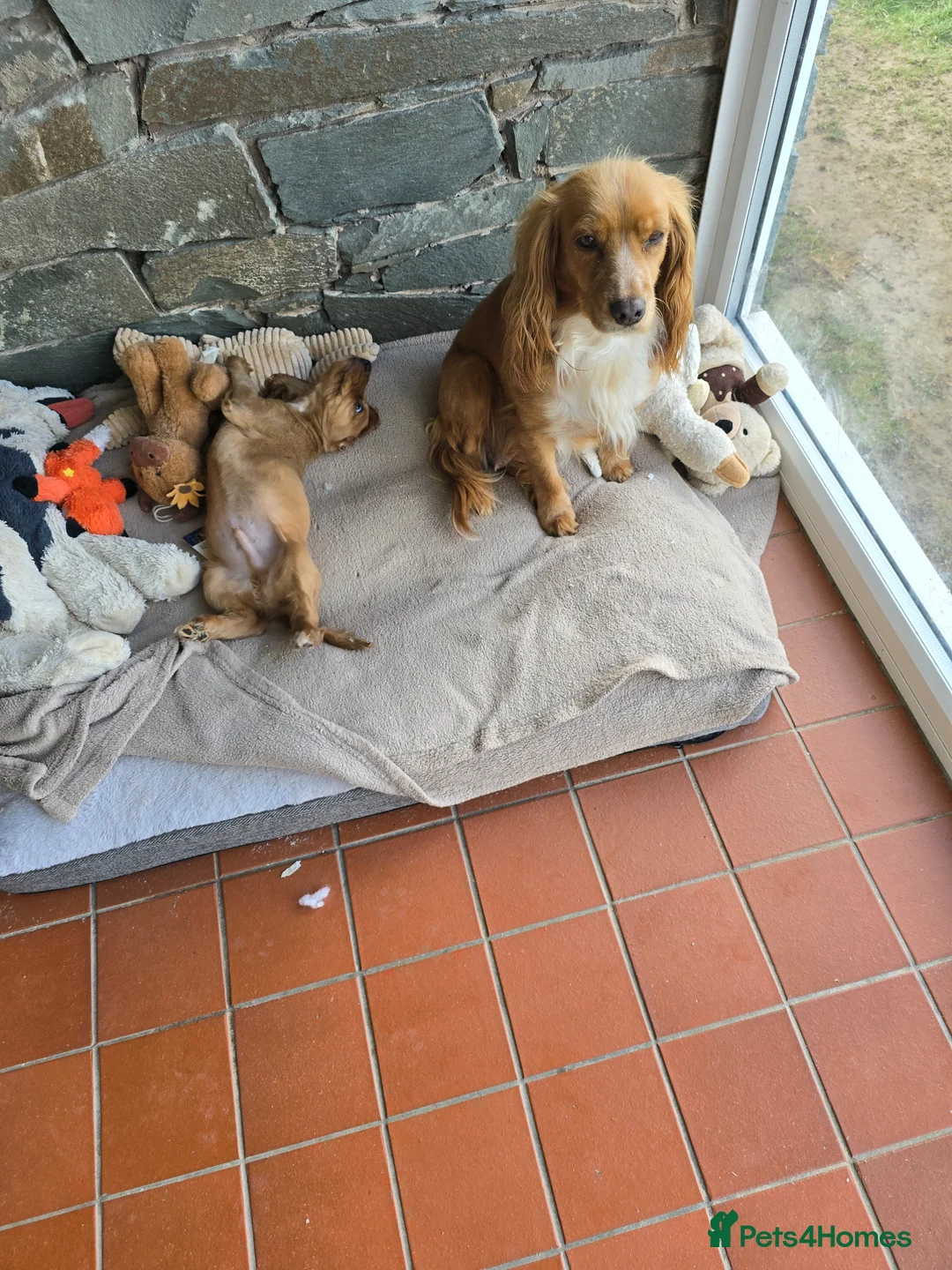 Cocker Spaniel dogs for sale: Boy cocker spaniel  - Advert 1