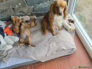 Cocker Spaniel dogs Boy cocker spaniel - Advert 3