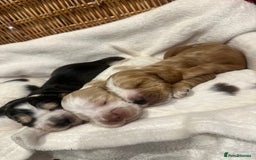 Cocker Spaniel dogs for sale: Show Type Cocker Spaniels Health Tested parent - Advert 5