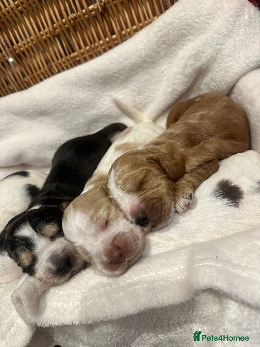 Cocker Spaniel dogs for sale: Show Type Cocker Spaniels Health Tested parent - Advert 5