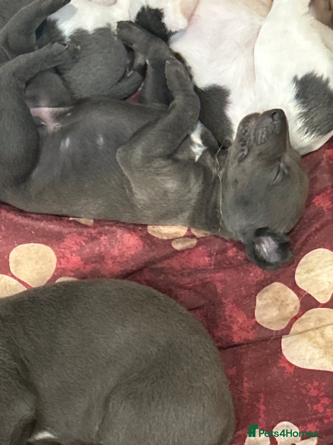 Mixed Breed dogs for sale: Bedlington Whippet puppies  - Image 11
