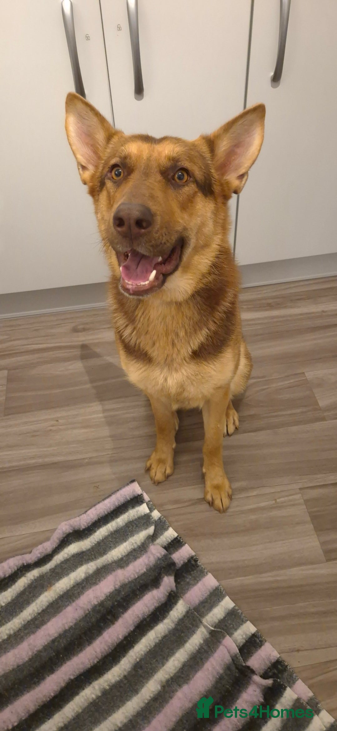 German Shepherd dogs Stunning German shepherd  - Advert 5