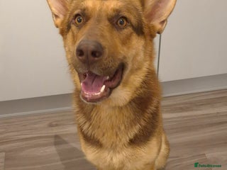 German Shepherd dogs Stunning German shepherd - Advert 5