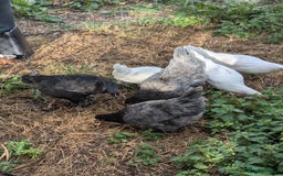 Chickens poultry for sale: Pullets - Image 1