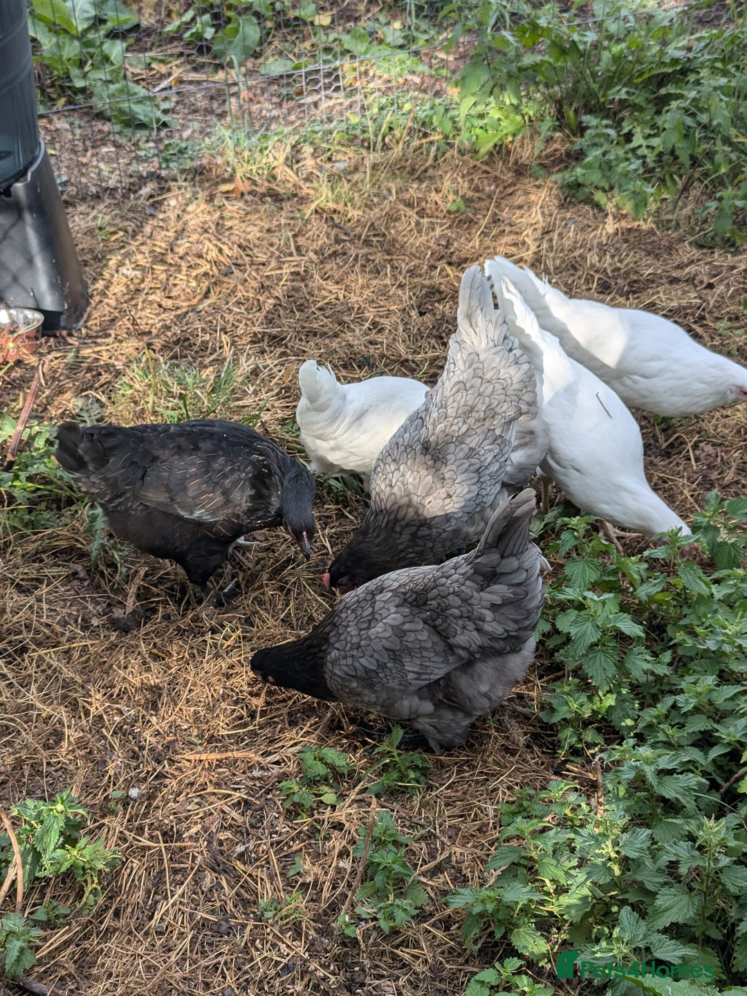 Chickens poultry for sale: Pullets - Image 1
