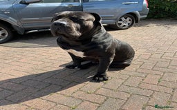 Boerboel dogs for stud: Pure Boerboel up for stud - Image 5