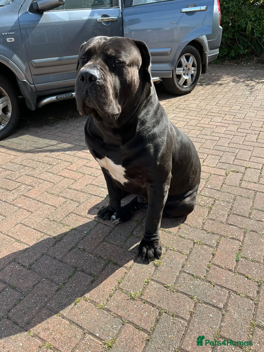 Boerboel dogs for stud: Pure Boerboel up for stud - Advert 5