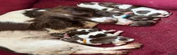 English Springer Spaniel dogs for sale: 7 stunning springer spaniels 🐾 - Advert 2