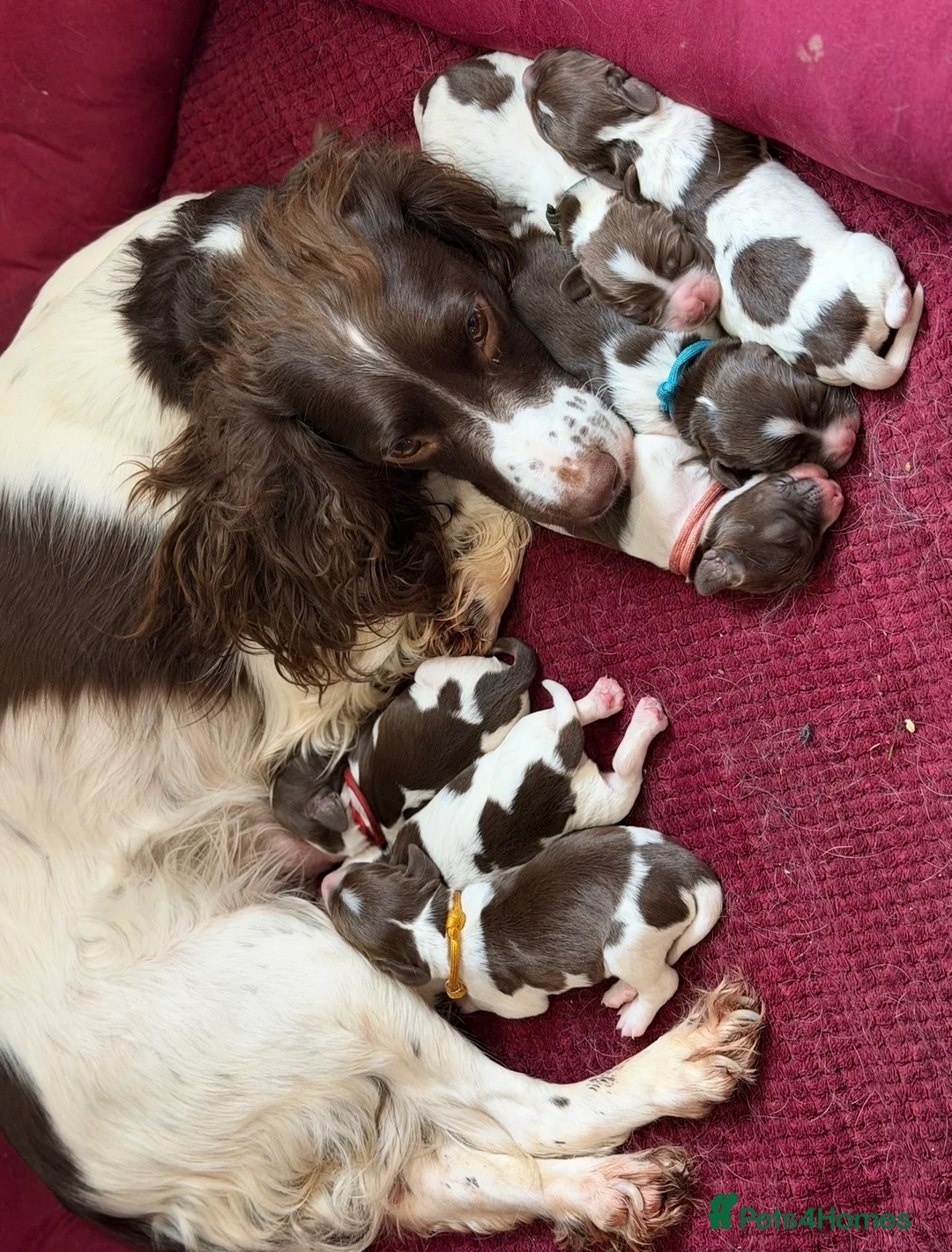 English Springer Spaniel dogs for sale: 7 stunning springer spaniels 🐾 - Advert 2