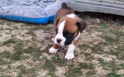 Boxer dogs for sale: Boxer puppies kennel club reg 5 star licence  - Image 21