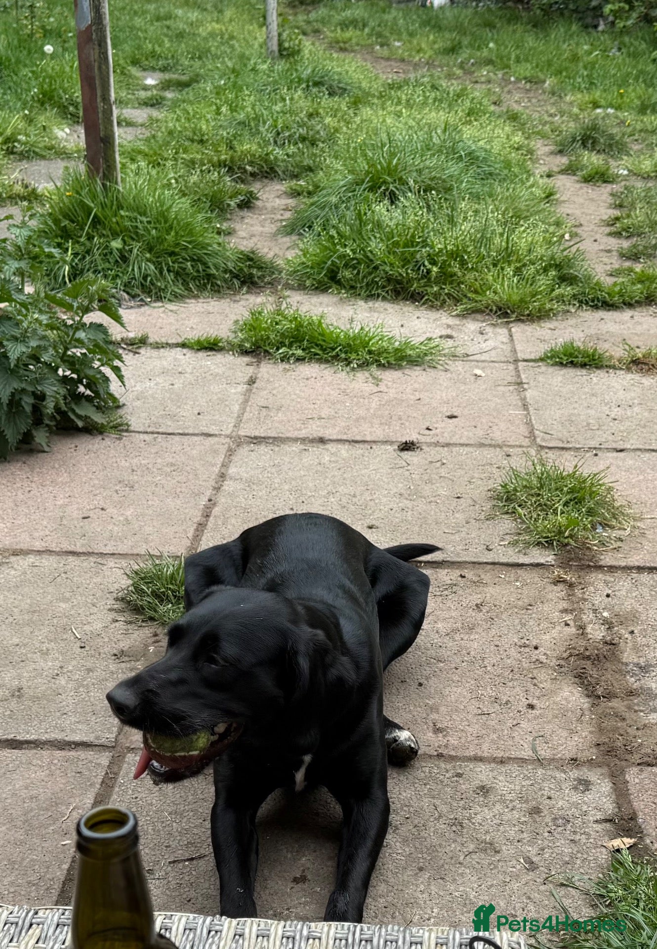 Springador dogs for sale: Grace - looking for forever home this weekend  - Advert 4