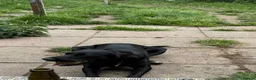 Springador dogs for sale: Grace - looking for forever home this weekend  - Advert 7