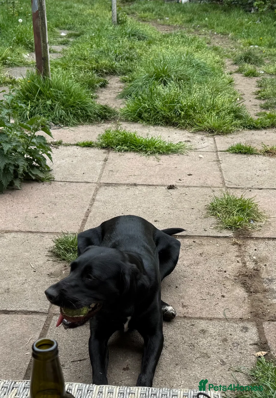 Springador dogs for sale: Grace - looking for forever home this weekend  - Advert 7