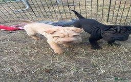 Shar Pei dogs for sale: 2 boys left full shar pei - Image 3