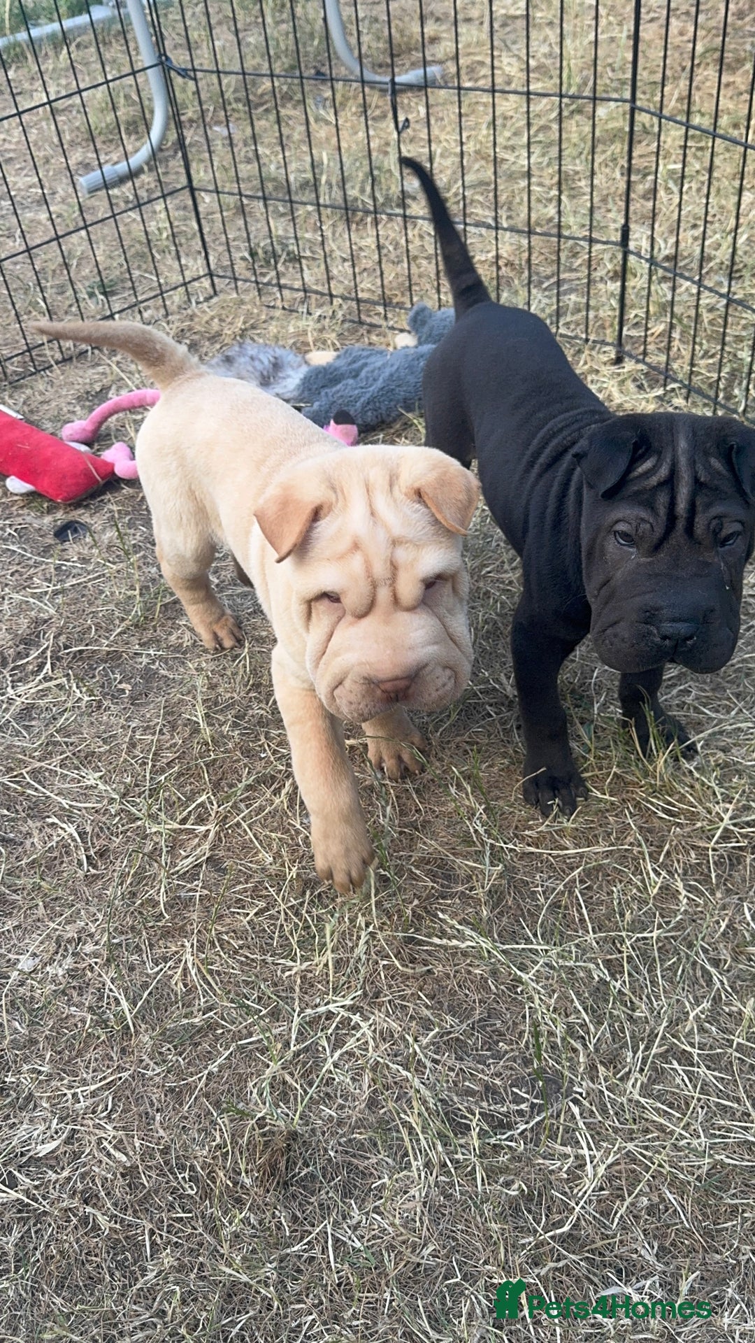 Shar Pei dogs for sale: 2 boys left full shar pei - Image 3