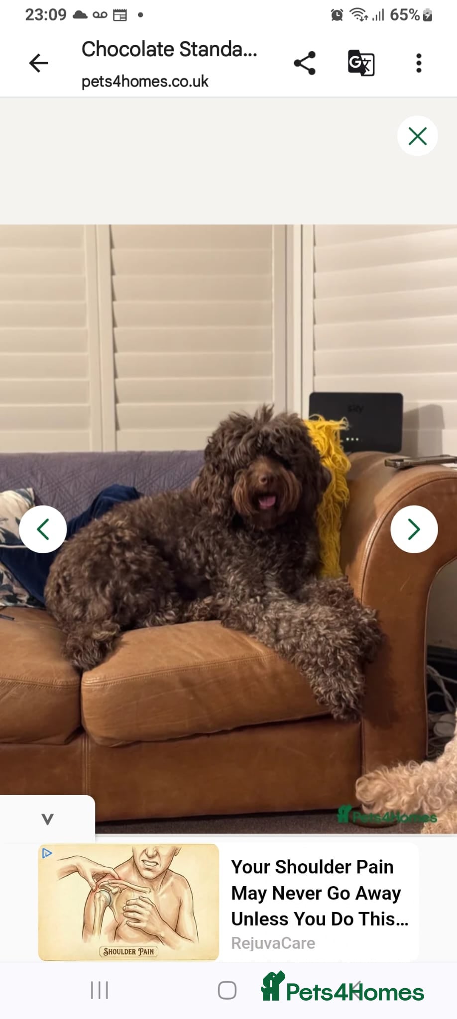 Goldendoodle dogs Goldendoodle puppies - Advert 2