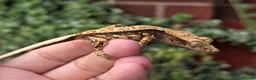 Gecko reptiles for sale: Crested geckos  - Advert 14