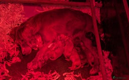 Cocker Spaniel dogs for sale: Adorable Working Cocker Puppies - Image 10