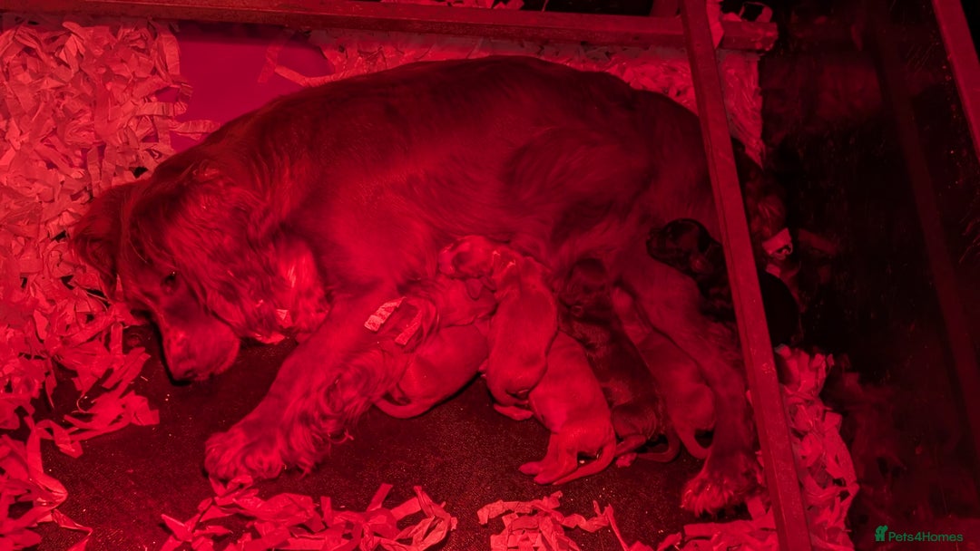 Cocker Spaniel dogs for sale: Adorable Working Cocker Puppies - Image 10