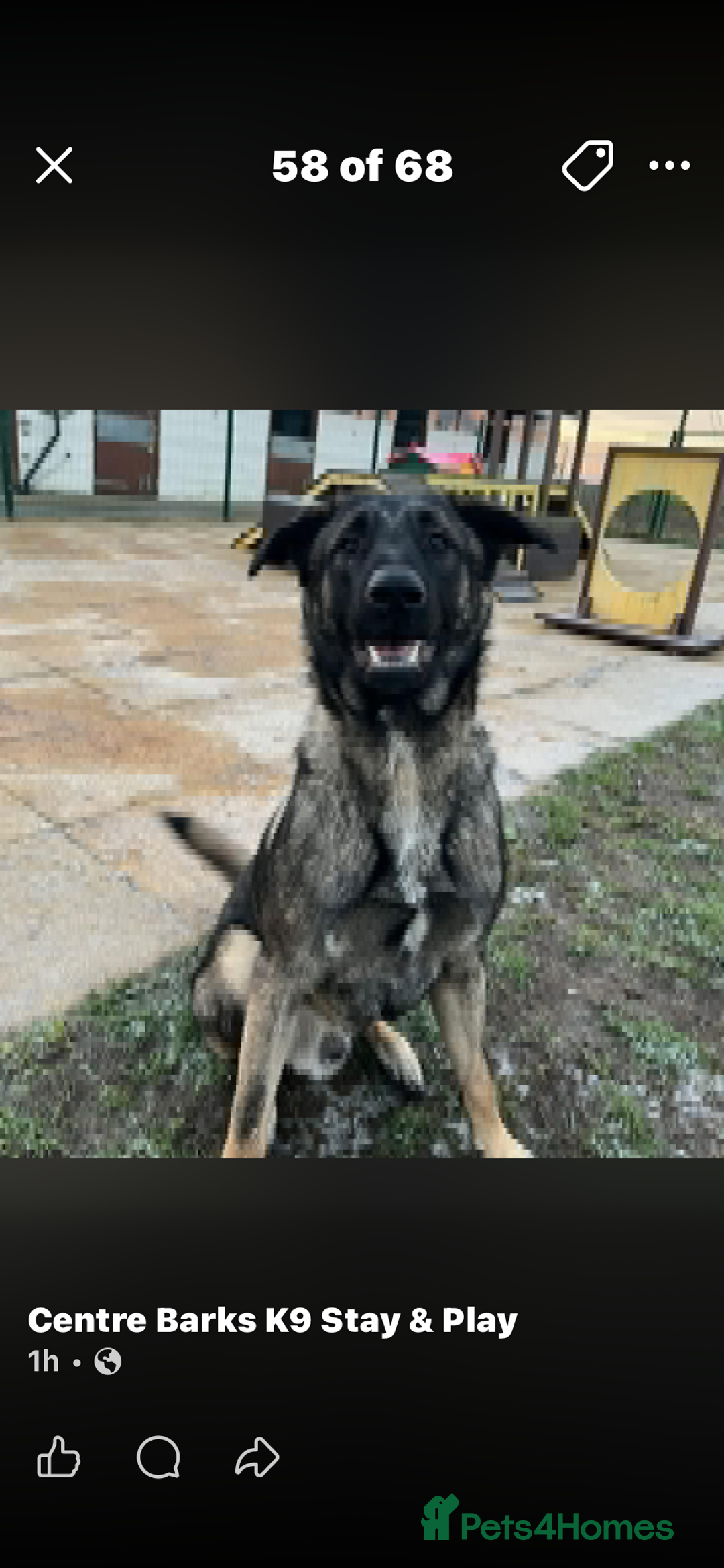 Mixed Breed dogs for sale: Rocko - 9 months Belgian Shepard  - Advert 2