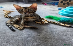 Ragdoll cats for sale: Bengal and Ragdoll - Image 5