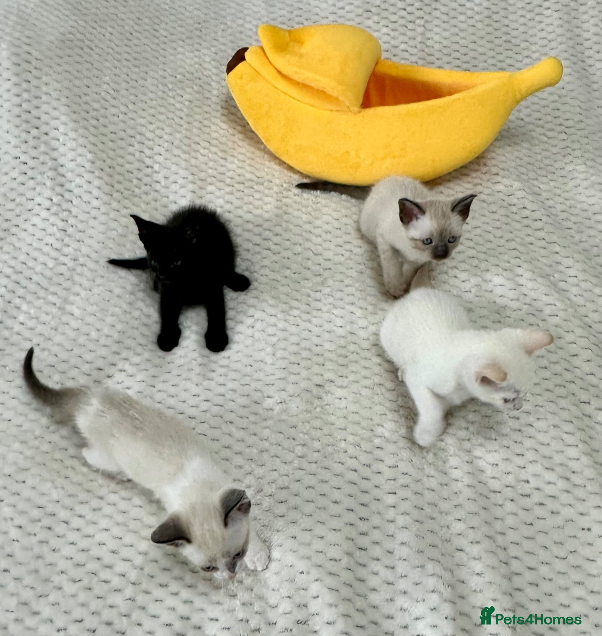 Cornish Rex cats Beautiful Kittens Super Affectionate & Loving ♥️  - Advert 4
