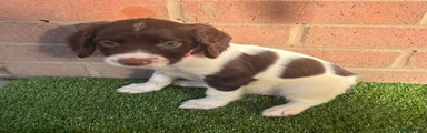 English Springer Spaniel 2