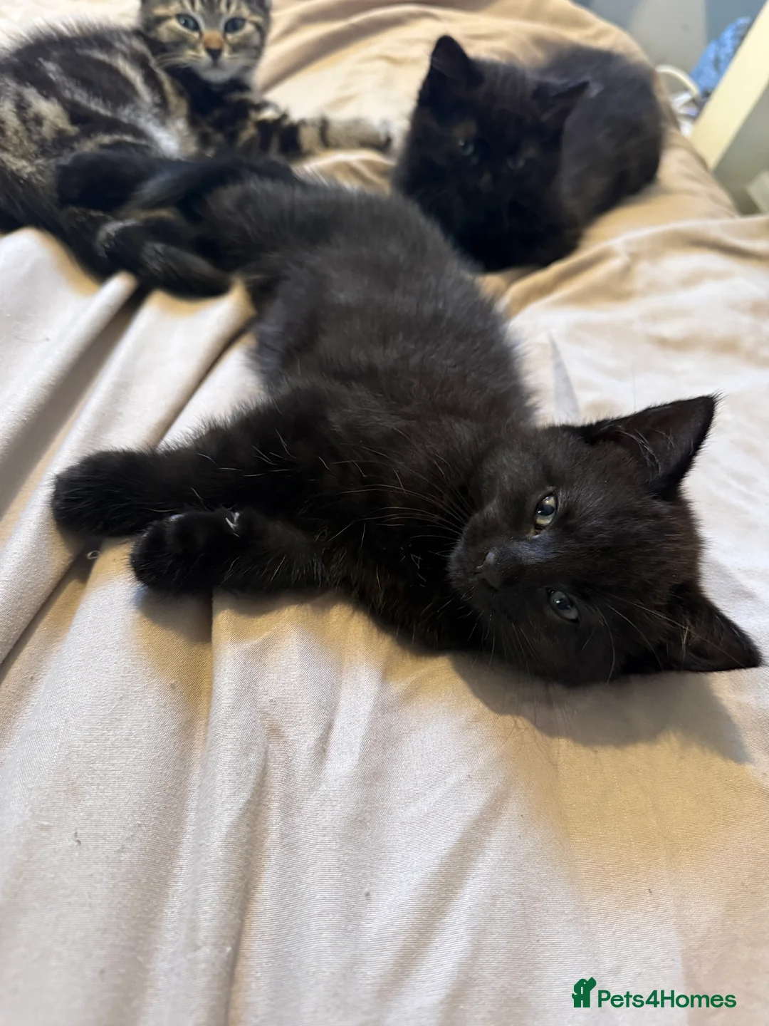 Domestic Shorthair cats for sale: Gorgeous Kittens 4 girls 1 boy - Advert 6