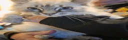 Ragdoll cats for sale: Male ragdoll urgent  - Advert 4