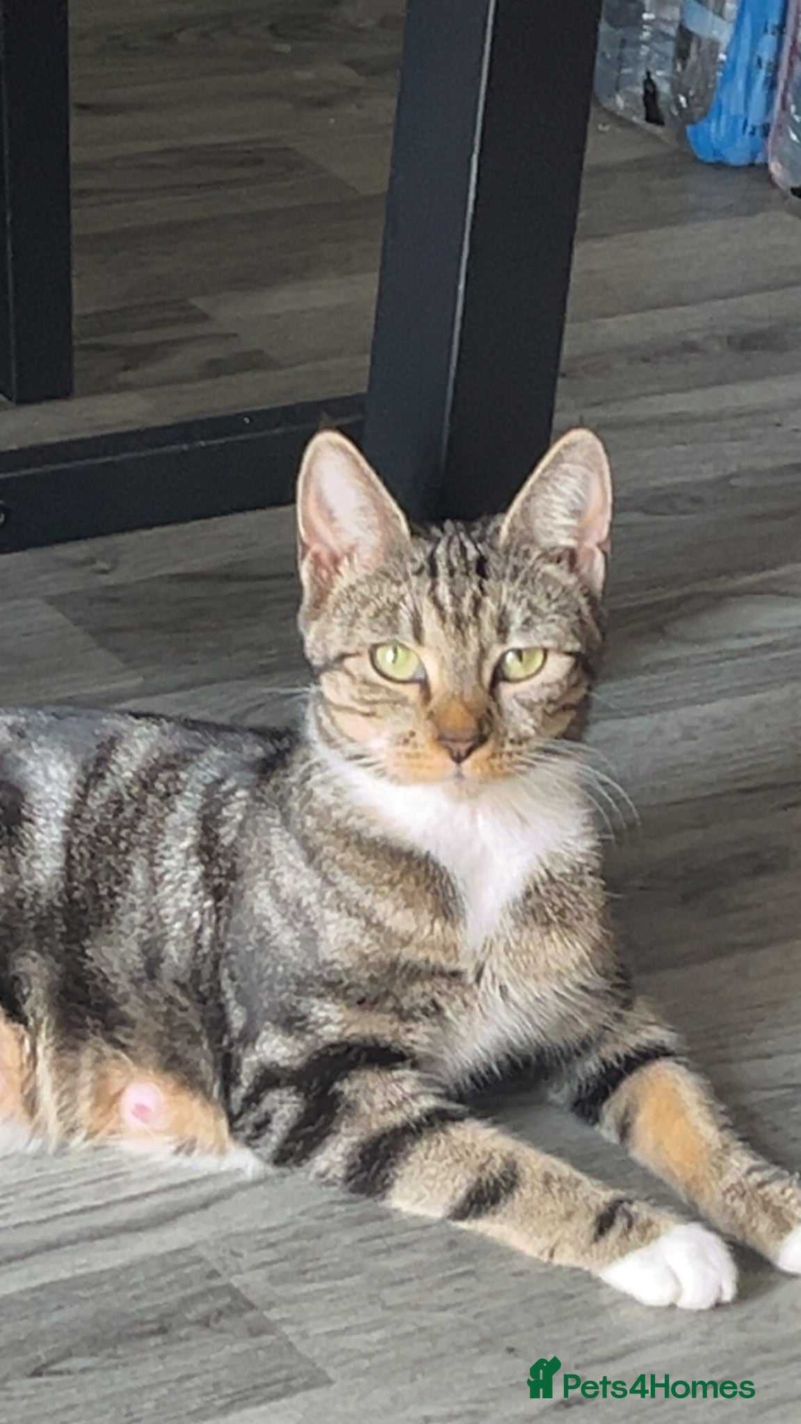 Domestic Shorthair cats 3 Kittens In need of a home🐱 - Advert 4