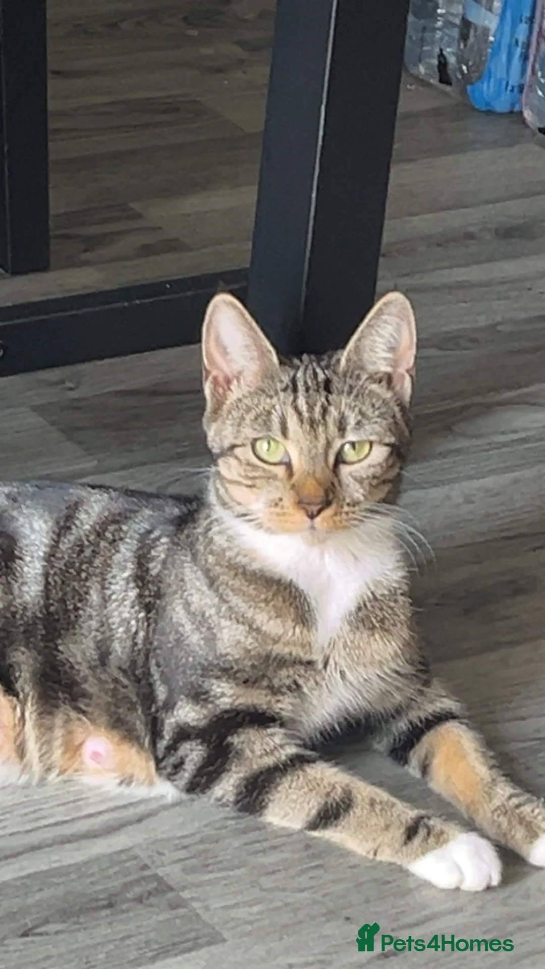 Domestic Shorthair cats for sale: 3 Kittens In need of a home🐱 - Advert 1