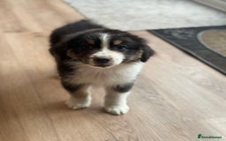Australian Shepherd dogs for sale: 2 KC registered Australian Shepards remaining! - Image 23