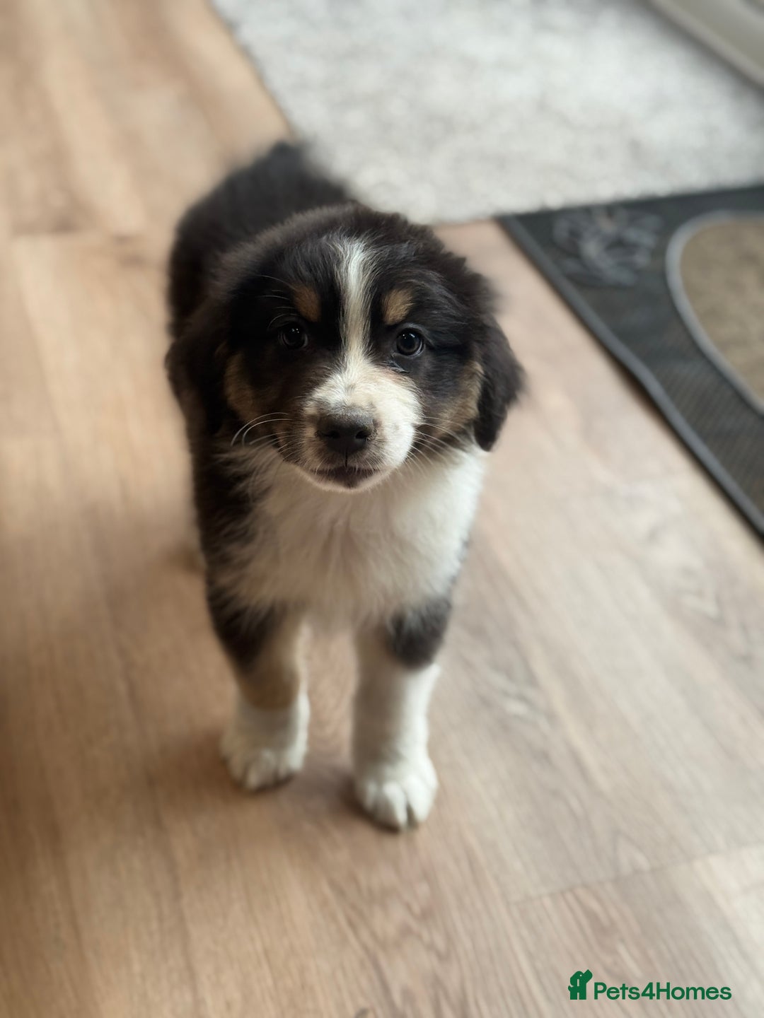 Australian Shepherd dogs for sale: 2 KC registered Australian Shepards remaining! - Image 23