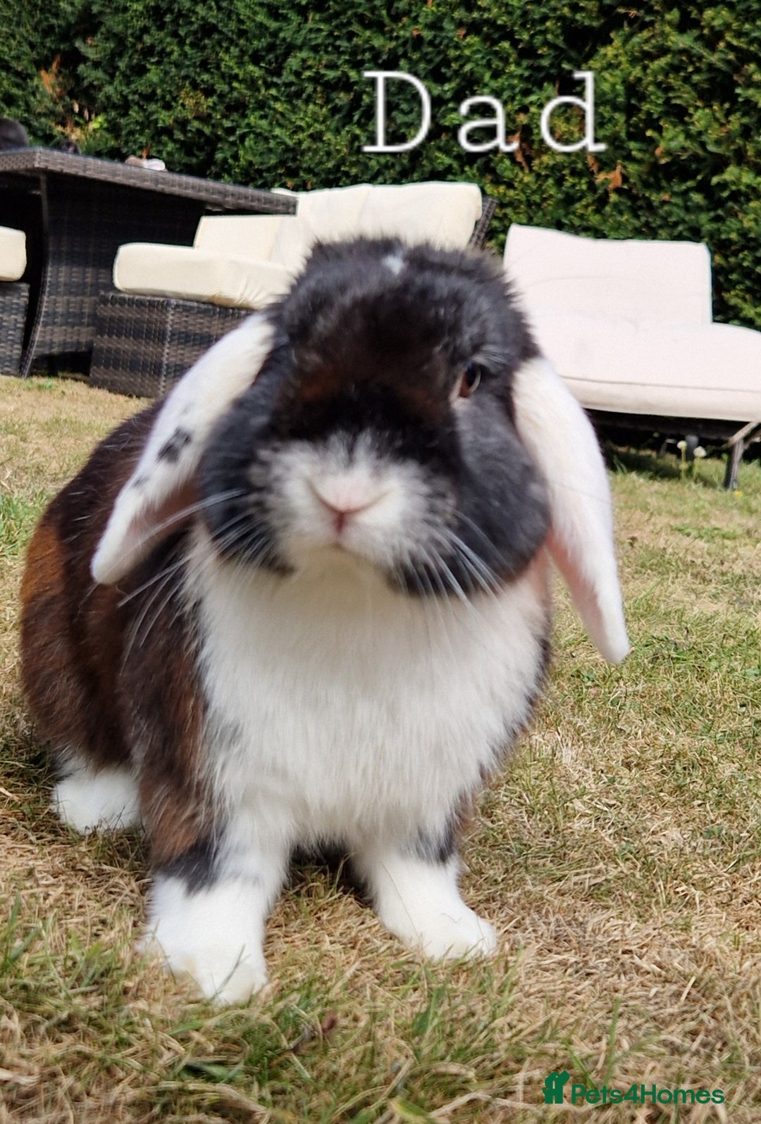 English Lop rabbits for sale: 6 adorable bunnies £60 each ready for a fun home  - Image 5