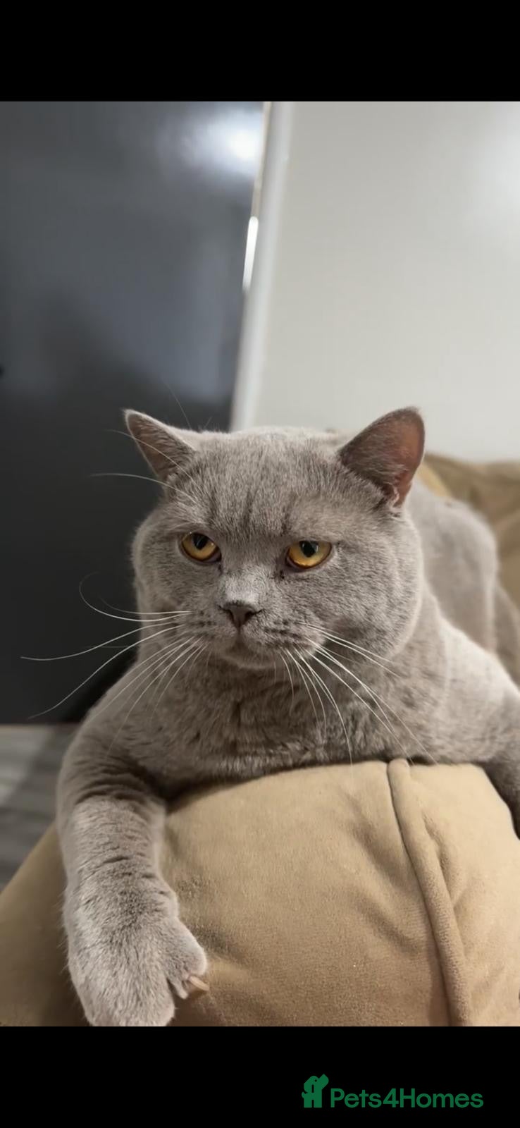 British Shorthair cats 🐈 GCCF Registered Lilac British Shorthair Stud - Advert 1
