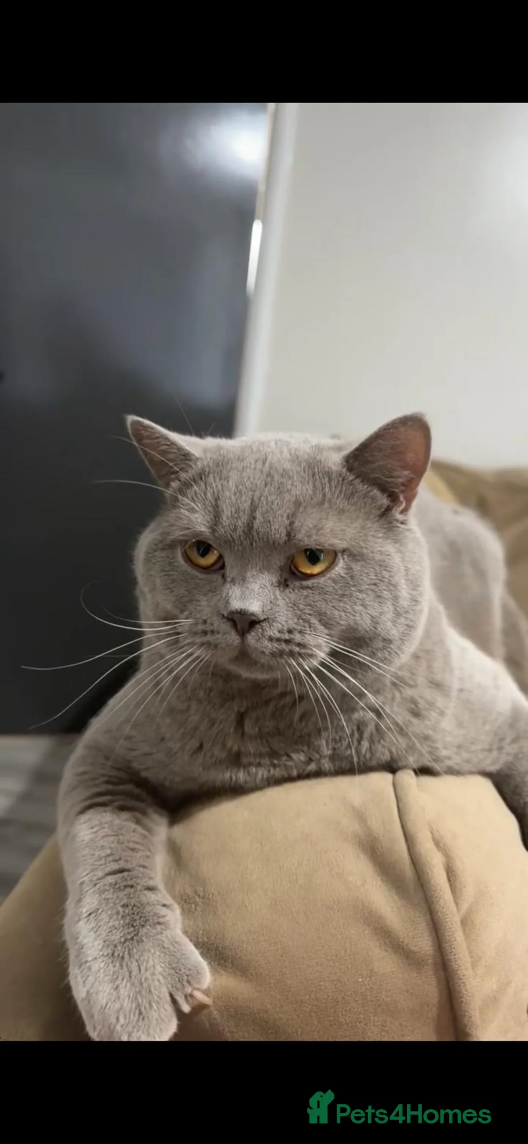 British Shorthair cats for sale: 🐈 GCCF Registered Lilac British Shorthair Stud - Advert 1