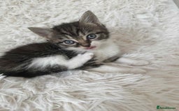 Mixed Breed cats for sale: 4 Persian x kittens  - Image 6