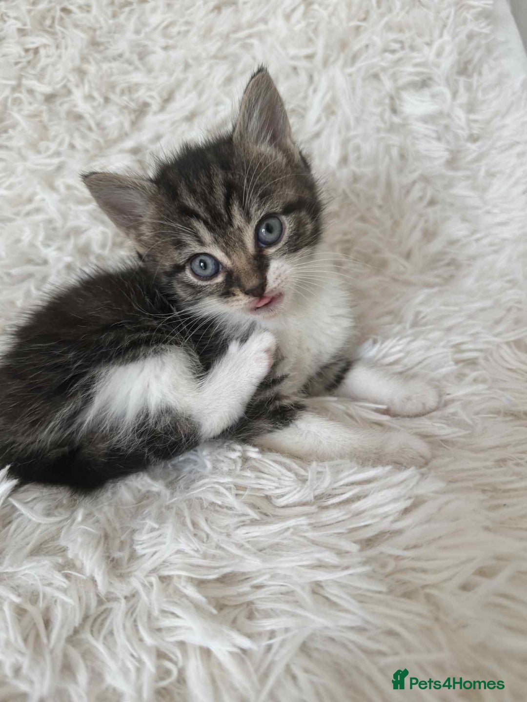 Mixed Breed cats for sale: 4 Persian x kittens  - Image 6