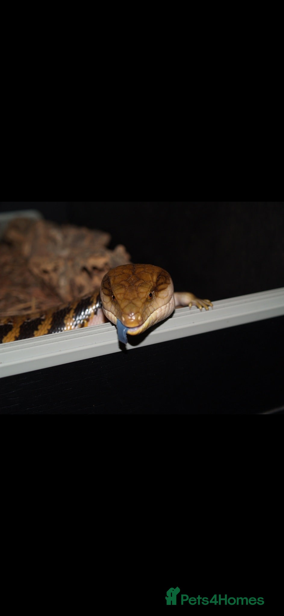 Skink reptiles Blue tongue skink for sale £180 ONO - Advert 6