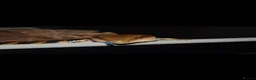 Skink reptiles for sale: Blue tongue skink for sale £200 ONO in Carshalton - Advert 2