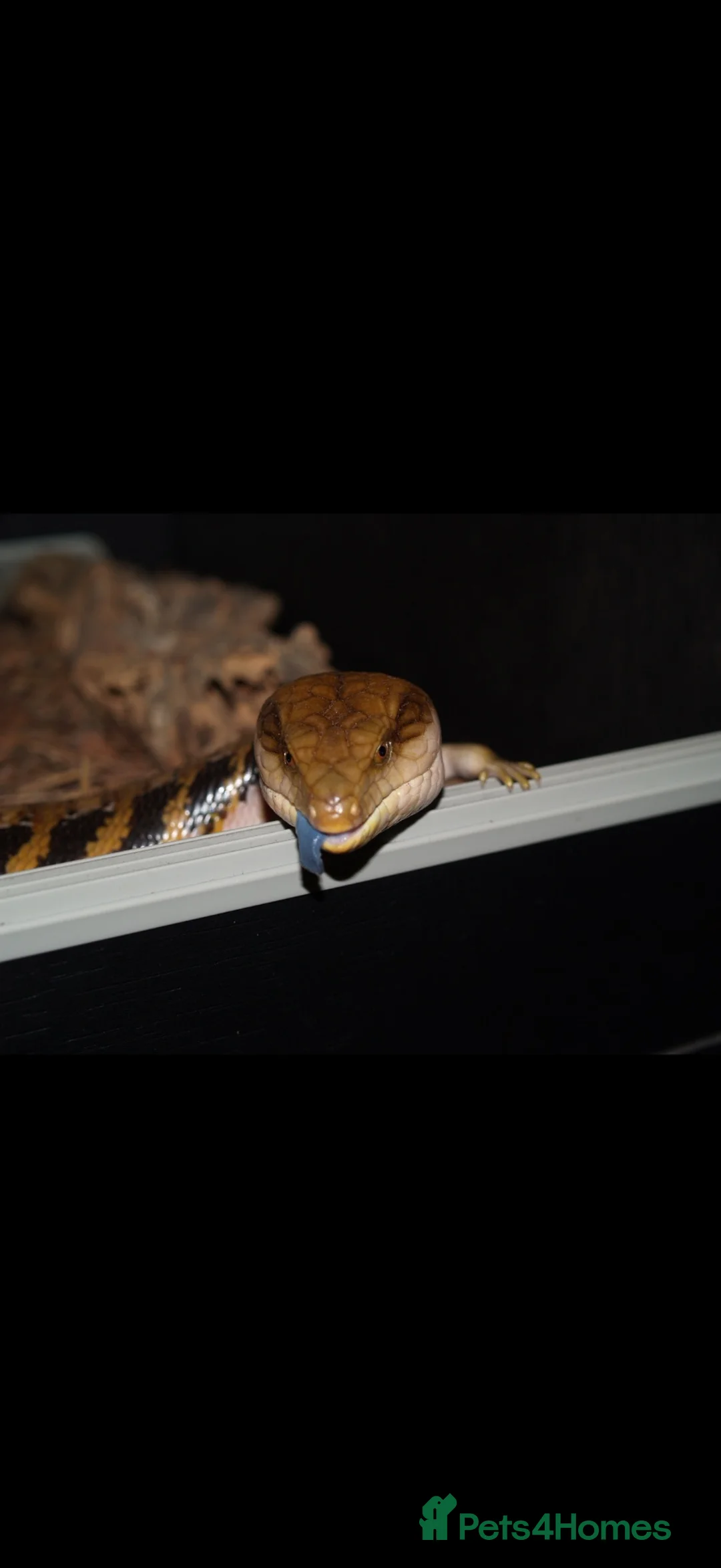 Skink reptiles for sale: Blue tongue skink for sale £200 ONO in Carshalton - Advert 2