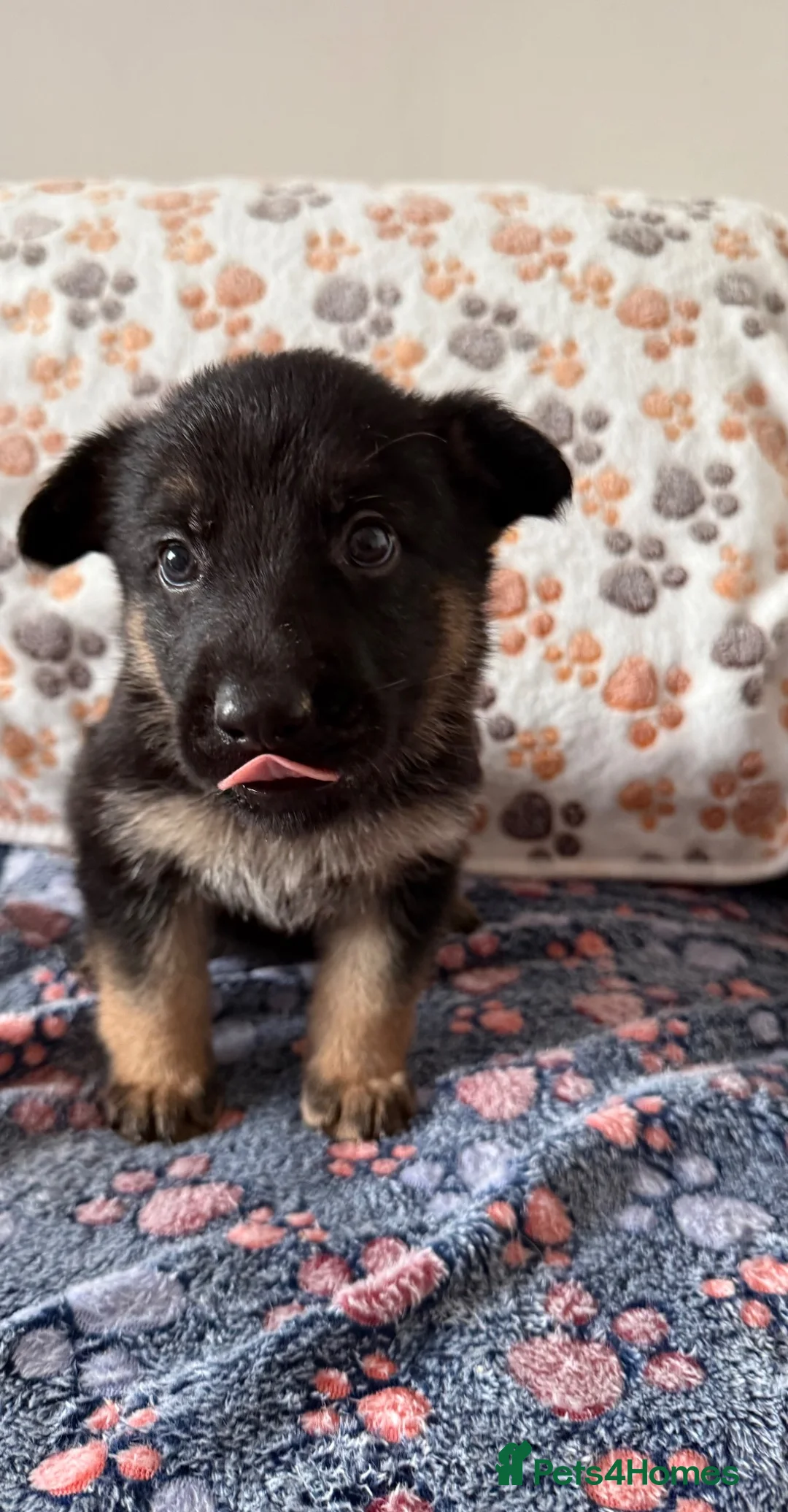 German Shepherd dogs for sale: Stunning health tested german shepherds  - Advert 1