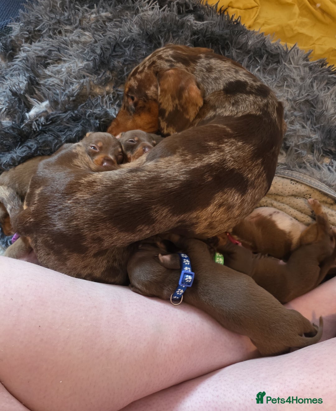 Dachshund dogs for sale: 🐾 Adorable Dachshund Puppies 🐾  - Image 1