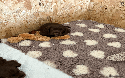 Cocker Spaniel dogs for sale: 🏆 KC Reg Working Cocker Spaniels – FTCH Line 🐾 - Image 21