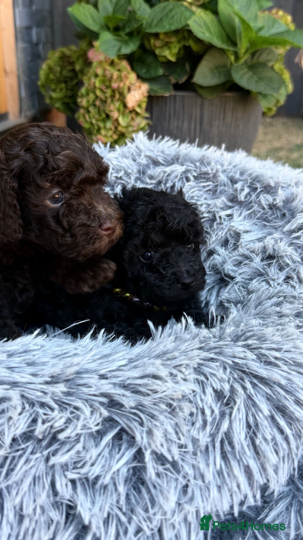 Toy Poodle dogs Male and Female available for reservation! - Advert 2