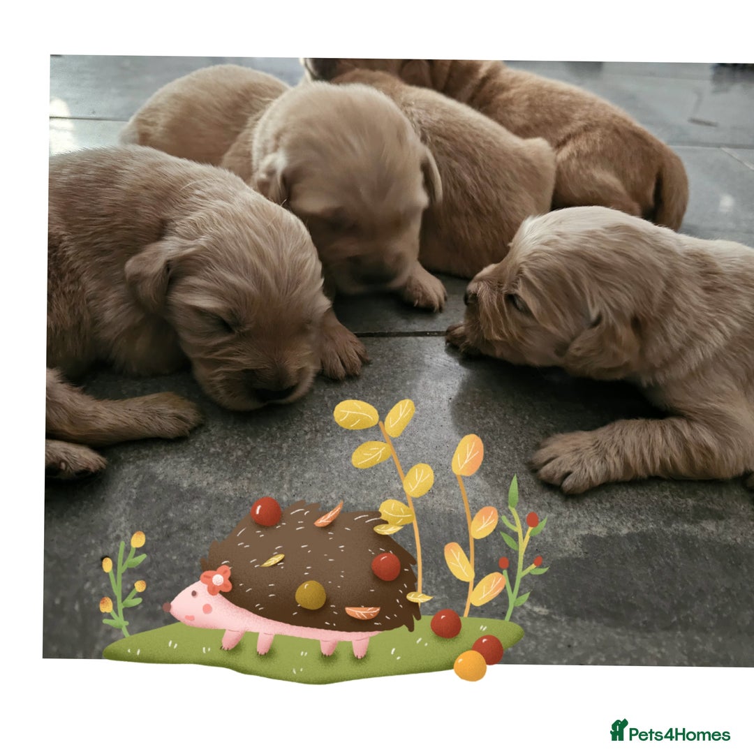 Golden Retriever dogs for sale: KC registered pedigree Golden Retriever pups - Image 19