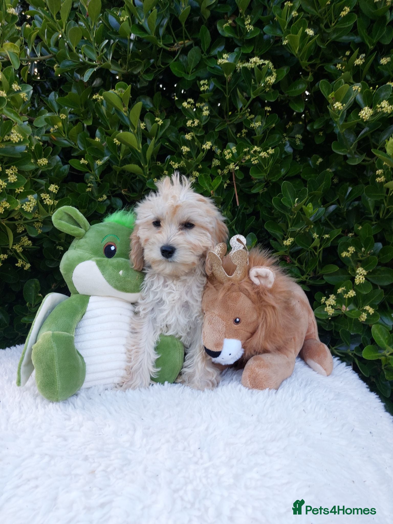 Cavapoo dogs Exceptional F1 Cavapoo Teddy Bears all males - Advert 2